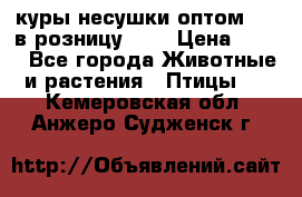 куры несушки.оптом 160 в розницу 200 › Цена ­ 200 - Все города Животные и растения » Птицы   . Кемеровская обл.,Анжеро-Судженск г.